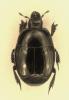 Hister mediterraneus